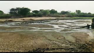 BBC: Ребятам о зверятах - Крокодилы