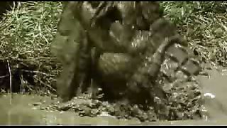 BBC: Ребятам о зверятах - Крокодилы