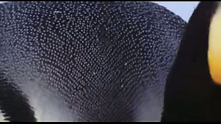 BBC: Ребятам о зверятах - Пингвины