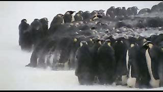 BBC: Ребятам о зверятах - Пингвины
