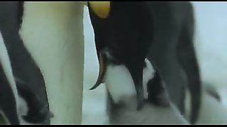 BBC: Ребятам о зверятах - Пингвины