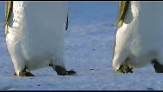 BBC: Ребятам о зверятах - Пингвины