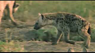 BBC: Ребятам о зверятах - Гиены