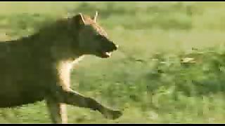 BBC: Ребятам о зверятах - Гиены