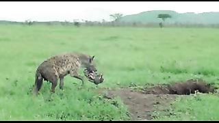 BBC: Ребятам о зверятах - Гиены