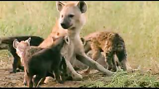 BBC: Ребятам о зверятах - Гиены
