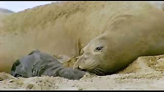 BBC: Ребятам о зверятах - Морские слоны