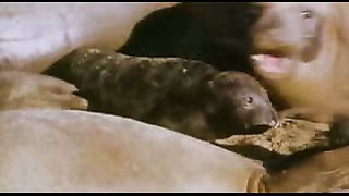 BBC: Ребятам о зверятах - Морские слоны