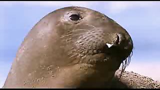 BBC: Ребятам о зверятах - Морские слоны