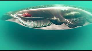 BBC: Ребятам о зверятах - Морские слоны