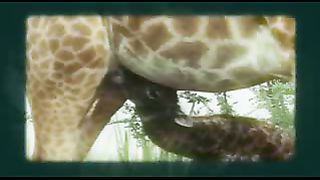 BBC: Ребятам о зверятах - Жирафы