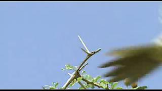 BBC: Ребятам о зверятах - Жирафы