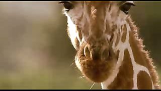 BBC: Ребятам о зверятах - Жирафы