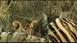 BBC: Ребятам о зверятах - Тигры