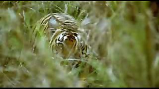 BBC: Ребятам о зверятах - Тигры