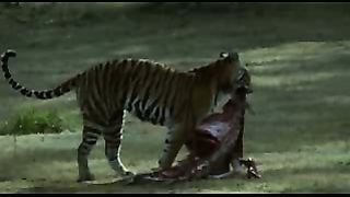 BBC: Ребятам о зверятах - Тигры