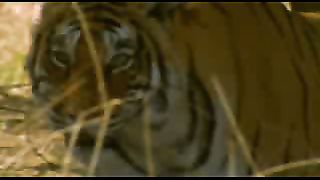 BBC: Ребятам о зверятах - Тигры