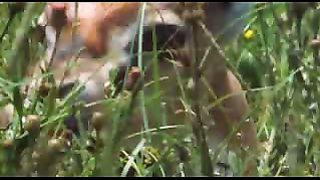 BBC: Ребятам о зверятах - Газели