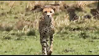 BBC: Ребятам о зверятах - Газели