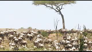 BBC: Ребятам о зверятах - Газели