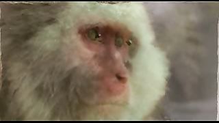 BBC: Ребятам о зверятах - Орангутанг