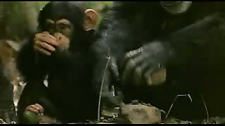 BBC: Ребятам о зверятах - Орангутанг