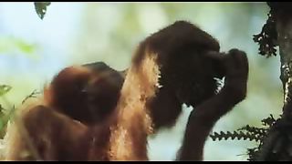 BBC: Ребятам о зверятах - Орангутанг