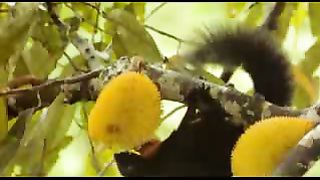 BBC: Ребятам о зверятах - Орангутанг