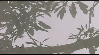 BBC: Ребятам о зверятах - Орангутанг