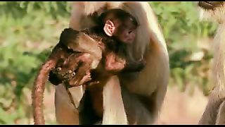 BBC: Ребятам о зверятах - Обезьяны