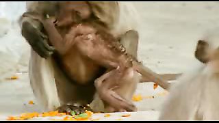 BBC: Ребятам о зверятах - Обезьяны