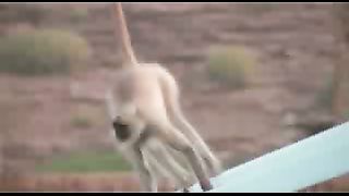 BBC: Ребятам о зверятах - Обезьяны