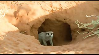 BBC: Ребятам о зверятах - Сурикаты