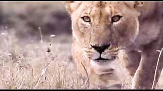 BBC: Ребятам о зверятах - Сурикаты