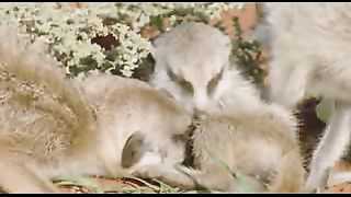 BBC: Ребятам о зверятах - Сурикаты