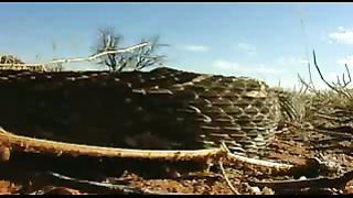 BBC: Ребятам о зверятах - Сурикаты