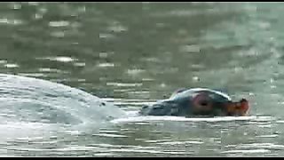 BBC: Ребятам о зверятах - Гиппопотам