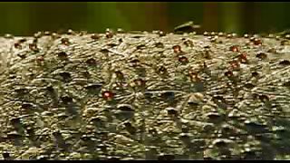 BBC: Ребятам о зверятах - Гиппопотам