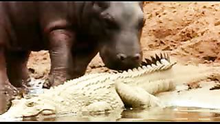 BBC: Ребятам о зверятах - Гиппопотам