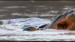 BBC: Ребятам о зверятах - Гиппопотам