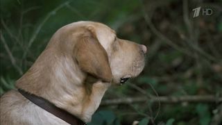 Вдали от дома: Приключения жёлтого пса (1995)