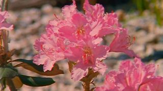 Начало пути (2004)