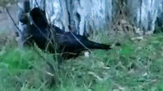 Вот наступили времена развязки