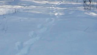 День победы