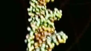 Раскрывая тайну жизни