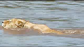 Прайд фильм о львах