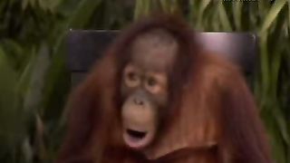 Путь Господа - Эволюция