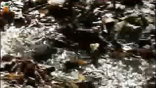 История реформации - Вальденсы 1