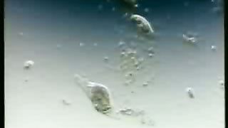 Крах теории эволюции 2/1