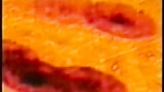 Крах теории эволюции 2/3